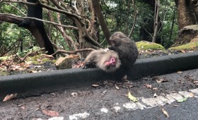 連載◆ノマアキコ「続・さくらじまBENBEN日記」第49回「屋久島に行ってきた！ BENBEN!!」